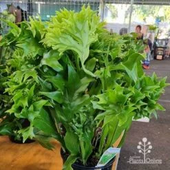 Microsorum Green Flame Fern 13 Microsorum Green Flame Fern -Bloom Field Shop apo green flame microsorum