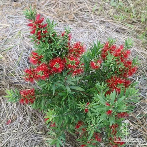 Callistemon Green John 15 Callistemon Green John - Image 13