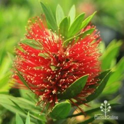 Callistemon Green John 23 Callistemon Green John -Bloom Field Shop apo green john callistemon flower 1