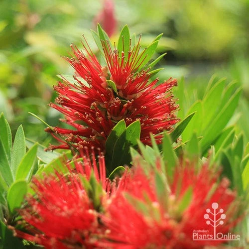 Callistemon Green John 17 Callistemon Green John - Image 15