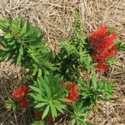 Callistemon Green John 28 Callistemon Green John -Bloom Field Shop apo green john flowering nursery