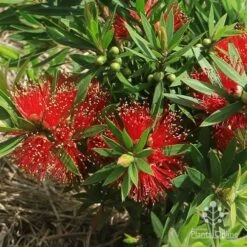 Callistemon Green John 20 Callistemon Green John -Bloom Field Shop apo green john flowers