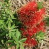 Callistemon Green John -Bloom Field Shop apo green john flowers2