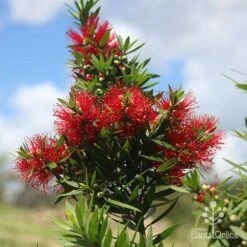 Callistemon Green John 21 Callistemon Green John -Bloom Field Shop apo green john large flower cluster
