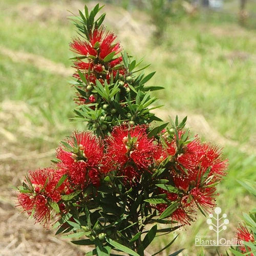 Callistemon Green John 4 Callistemon Green John - Image 2