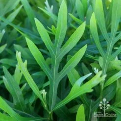 Grevillea Baileyana - Brown Silky Oak -Bloom Field Shop apo grevillea baileyana leaf