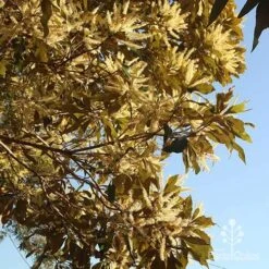 Grevillea Baileyana - Brown Silky Oak -Bloom Field Shop apo grevillea baileyana underneath
