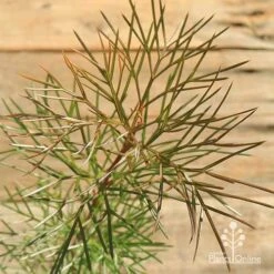 Grevillea Bon Accord -Bloom Field Shop apo grevillea bon accord bronze foliage