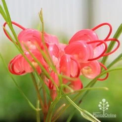 Grevillea Bon Accord -Bloom Field Shop apo grevillea bon accord flower
