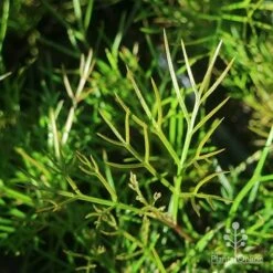 Grevillea Bon Accord -Bloom Field Shop apo grevillea bon accord foliage
