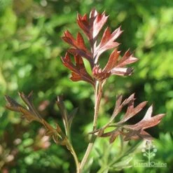 Grevillea Carpet Layer 19 Grevillea Carpet Layer -Bloom Field Shop apo grevillea carpet layer new leaf colour