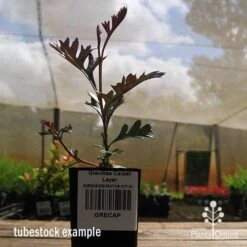 Grevillea Carpet Layer 20 Grevillea Carpet Layer -Bloom Field Shop apo grevillea carpetlayer tubestock