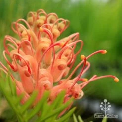 Grevillea Coconut Ice -Bloom Field Shop apo grevillea coconut ice closeup