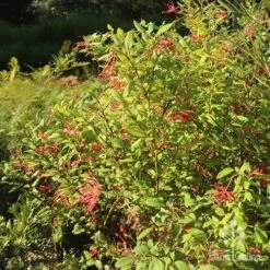 Grevillea Deua Flame -Bloom Field Shop apo grevillea deua flame bush nursery