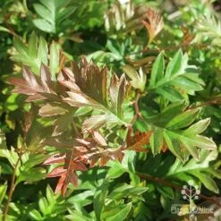 Grevillea Gaudichaudii 18 Grevillea Gaudichaudii -Bloom Field Shop apo grevillea gaudichaudi foliage