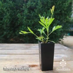 Grevillea Lemon Baby -Bloom Field Shop apo grevillea lemon baby tubestock