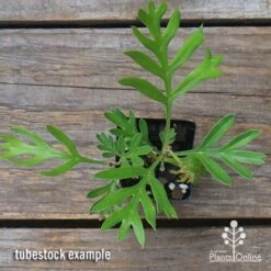 Grevillea Lemon Baby -Bloom Field Shop apo grevillea lemon baby tubestock top
