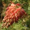 Grevillea Little Robyn -Bloom Field Shop apo grevillea little robyn sunshine