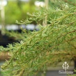 Grevillea Mini Marvel -Bloom Field Shop apo grevillea mini marvel weeping