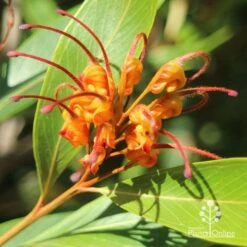 Grevillea Orange Marmalade -Bloom Field Shop apo grevillea orange marmalade flower closeup
