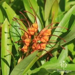 Grevillea Orange Marmalade -Bloom Field Shop apo grevillea orange marmalade flower closeup2