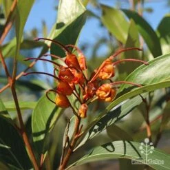 Grevillea Orange Marmalade -Bloom Field Shop apo grevillea orange marmalade flower leaf