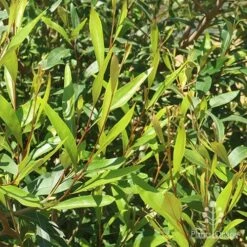 Grevillea Orange Marmalade -Bloom Field Shop apo grevillea orange marmalade foliage