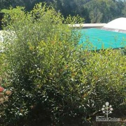 Grevillea Orange Marmalade -Bloom Field Shop apo grevillea orange marmalade nursery bush