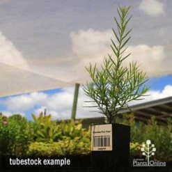 Grevillea Pink Pearl -Bloom Field Shop apo grevillea pink pearl tubestock