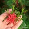 Grevillea Red Wings -Bloom Field Shop apo grevillea red wings flower size