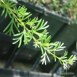 Grevillea Red Wings -Bloom Field Shop apo grevillea red wings stem