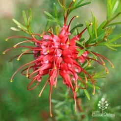 Grevillea Red Wings -Bloom Field Shop apo grevillea red wings winter