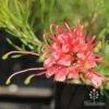 Grevillea Silk Carpet -Bloom Field Shop apo grevillea silk carpet flower