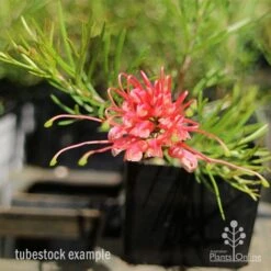Grevillea Silk Carpet 22 Grevillea Silk Carpet -Bloom Field Shop apo grevillea silk carpet tubestock