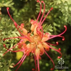 Grevillea Soopa Doopa 19 Grevillea Soopa Doopa -Bloom Field Shop apo grevillea soopa doopa flower