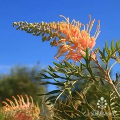 Grevillea Strawberry Pops 32 Grevillea Strawberry Pops -Bloom Field Shop apo grevillea strawberry pops blue sky
