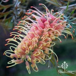 Grevillea Strawberry Pops 29 Grevillea Strawberry Pops -Bloom Field Shop apo grevillea strawberry pops colour in shade