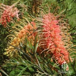 Grevillea Strawberry Pops 28 Grevillea Strawberry Pops -Bloom Field Shop apo grevillea strawberry pops flowers