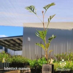 Grevillea Strawberry Pops 30 Grevillea Strawberry Pops -Bloom Field Shop apo grevillea strawberry pops tubestock