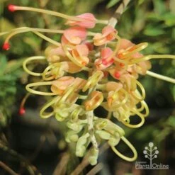 Grevillea Strawberry Sundae -Bloom Field Shop apo grevillea strawberry sundae opening