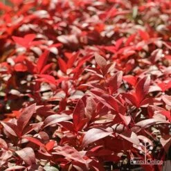 Nandina Gulf Stream 20 Nandina Gulf Stream -Bloom Field Shop apo gulf stream winter colour