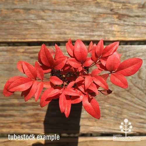 Nandina Gulf Stream 5 Nandina Gulf Stream - Image 3