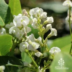 Hardenbergia Snow White - White Coral Pea -Bloom Field Shop apo hardenbergia white flowers2
