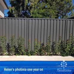 Photinia Thin Red 20 Photinia Thin Red -Bloom Field Shop apo helen wheadon photinia