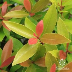 Acmena Hemilampra - Blush Satinash -Bloom Field Shop apo hemilampra foliage september