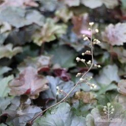 Heuchera Palace Purple - Coral Bells -Bloom Field Shop apo heuchera palace purple