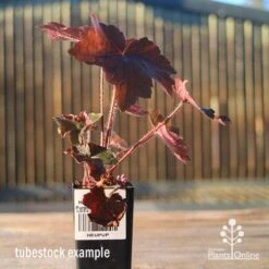 Heuchera Palace Purple - Coral Bells -Bloom Field Shop apo heuchera palace purple tubestock