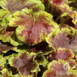 Heucherella Solar Eclipse - Foamy Bells 19 Heucherella Solar Eclipse - Foamy Bells -Bloom Field Shop apo heuchera solar eclipse