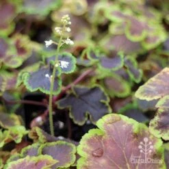 Heucherella Solar Eclipse - Foamy Bells 22 Heucherella Solar Eclipse - Foamy Bells -Bloom Field Shop apo heuchera solar eclipse dark