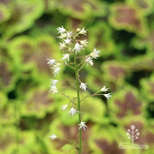 Heucherella Solar Eclipse - Foamy Bells 12 Heucherella Solar Eclipse - Foamy Bells - Image 10